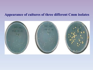 Appearance of cultures of three different Cmm isolates
 
