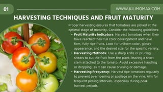 HARVESTING TECHNIQUES AND FRUIT MATURITY
01 WWW.KILIMOMAX.COM
Proper harvesting ensures that tomatoes are picked at the
optimal stage of maturity. Consider the following guidelines:
• Fruit Maturity Indicators: Harvest tomatoes when they
have reached their full color development and have
firm, fully ripe fruits. Look for uniform color, glossy
appearance, and the desired size for the specific variety.
• Harvesting Methods: Use a sharp knife or pruning
shears to cut the fruit from the plant, leaving a short
stem attached to the tomato. Avoid excessive handling
or dropping, as it can cause bruising or damage.
• Harvesting Frequency: Harvest ripe tomatoes regularly
to prevent overripening or spoilage on the vine. Aim for
frequent picking intervals, especially during peak
harvest periods.
 