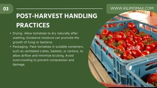 • Drying: Allow tomatoes to dry naturally after
washing. Excessive moisture can promote the
growth of fungi or bacteria.
• Packaging: Pack tomatoes in suitable containers,
such as ventilated crates, baskets, or cartons, to
allow airflow and minimize bruising. Avoid
overcrowding to prevent compression and
damage.
POST-HARVEST HANDLING
PRACTICES
03 WWW.KILIMOMAX.COM
 