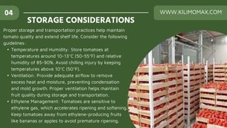 Proper storage and transportation practices help maintain
tomato quality and extend shelf life. Consider the following
guidelines:
• Temperature and Humidity: Store tomatoes at
temperatures around 10-13°C (50-55°F) and relative
humidity of 85-90%. Avoid chilling injury by keeping
temperatures above 10°C (50°F).
• Ventilation: Provide adequate airflow to remove
excess heat and moisture, preventing condensation
and mold growth. Proper ventilation helps maintain
fruit quality during storage and transportation.
• Ethylene Management: Tomatoes are sensitive to
ethylene gas, which accelerates ripening and softening.
Keep tomatoes away from ethylene-producing fruits
like bananas or apples to avoid premature ripening.
STORAGE CONSIDERATIONS
04 WWW.KILIMOMAX.COM
 