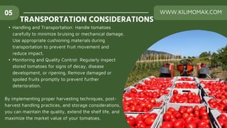 • Handling and Transportation: Handle tomatoes
carefully to minimize bruising or mechanical damage.
Use appropriate cushioning materials during
transportation to prevent fruit movement and
reduce impact.
• Monitoring and Quality Control: Regularly inspect
stored tomatoes for signs of decay, disease
development, or ripening. Remove damaged or
spoiled fruits promptly to prevent further
deterioration.
By implementing proper harvesting techniques, post-
harvest handling practices, and storage considerations,
you can maintain the quality, extend the shelf life, and
maximize the market value of your tomatoes.
TRANSPORTATION CONSIDERATIONS
05 WWW.KILIMOMAX.COM
 