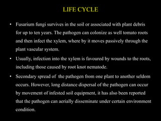 LIFE CYCLE
• Fusarium fungi survives in the soil or associated with plant debris
for up to ten years. The pathogen can colonize as well tomato roots
and then infect the xylem, where by it moves passively through the
plant vascular system.
• Usually, infection into the xylem is favoured by wounds to the roots,
including those caused by root knot nematode.
• Secondary spread of the pathogen from one plant to another seldom
occurs. However, long distance dispersal of the pathogen can occur
by movement of infested soil equipment, it has also been reported
that the pathogen can aerially disseminate under certain environment
condition.
 
