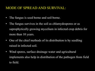 MODE OF SPREAD AND SURVIVAL:
• The fungus is seed borne and soil borne.
• The fungus survives in the soil as chlamydospores or as
saprophytically growing mycelium in infected crop debris for
more than 10 years.
• One of the chief methods of its distribution is by seedling
raised in infected soil.
• Wind spores, surface drainage water and agricultural
implements also help in distribution of the pathogen from field
to field.
 