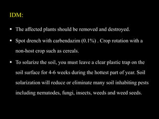 IDM:
 The affected plants should be removed and destroyed.
 Spot drench with carbendazim (0.1%) . Crop rotation with a
non-host crop such as cereals.
 To solarize the soil, you must leave a clear plastic trap on the
soil surface for 4-6 weeks during the hottest part of year. Soil
solarization will reduce or eliminate many soil inhabiting pests
including nematodes, fungi, insects, weeds and weed seeds.
 
