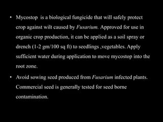 • Mycostop is a biological fungicide that will safely protect
crop against wilt caused by Fusarium. Approved for use in
organic crop production, it can be applied as a soil spray or
drench (1-2 gm/100 sq ft) to seedlings ,vegetables. Apply
sufficient water during application to move mycostop into the
root zone.
• Avoid sowing seed produced from Fusarium infected plants.
Commercial seed is generally tested for seed borne
contamination.
 