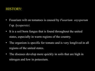 HISTORY:
• Fusarium wilt on tomatoes is caused by Fusarium oxysporum
f sp. lycopersici.
• It is a soil born fungus that is found throughout the united
states, especially in warm regions of the country.
• The organism is specific for tomato and is very longlived in all
regions of the united states.
• The diseases develop more quickly in soils that are high in
nitrogen and low in potassium.
 