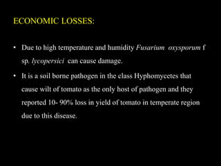 ECONOMIC LOSSES:
• Due to high temperature and humidity Fusarium oxysporum f
sp. lycopersici can cause damage.
• It is a soil borne pathogen in the class Hyphomycetes that
cause wilt of tomato as the only host of pathogen and they
reported 10- 90% loss in yield of tomato in temperate region
due to this disease.
 