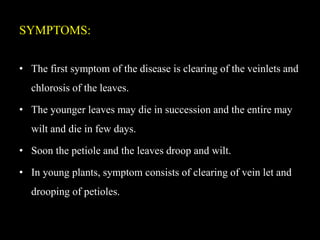 SYMPTOMS:
• The first symptom of the disease is clearing of the veinlets and
chlorosis of the leaves.
• The younger leaves may die in succession and the entire may
wilt and die in few days.
• Soon the petiole and the leaves droop and wilt.
• In young plants, symptom consists of clearing of vein let and
drooping of petioles.
 