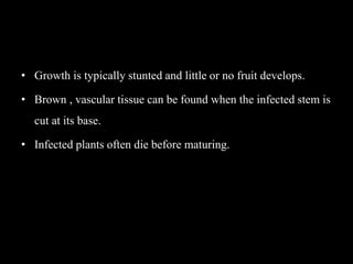 • Growth is typically stunted and little or no fruit develops.
• Brown , vascular tissue can be found when the infected stem is
cut at its base.
• Infected plants often die before maturing.
 