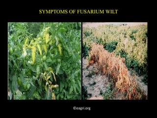 SYMPTOMS OF FUSARIUM WILT
©eagri.org
 