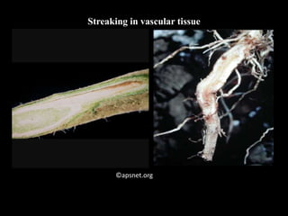 Streaking in vascular tissue
©apsnet.org
 