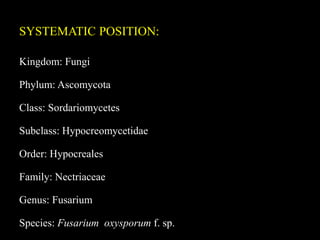 SYSTEMATIC POSITION:
Kingdom: Fungi
Phylum: Ascomycota
Class: Sordariomycetes
Subclass: Hypocreomycetidae
Order: Hypocreales
Family: Nectriaceae
Genus: Fusarium
Species: Fusarium oxysporum f. sp.
 