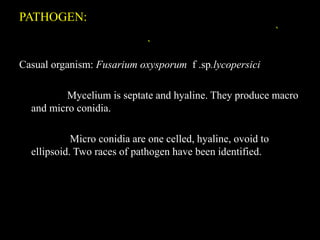 PATHOGEN:
`
`
Casual organism: Fusarium oxysporum f .sp.lycopersici
Mycelium is septate and hyaline. They produce macro
and micro conidia.
Micro conidia are one celled, hyaline, ovoid to
ellipsoid. Two races of pathogen have been identified.
 