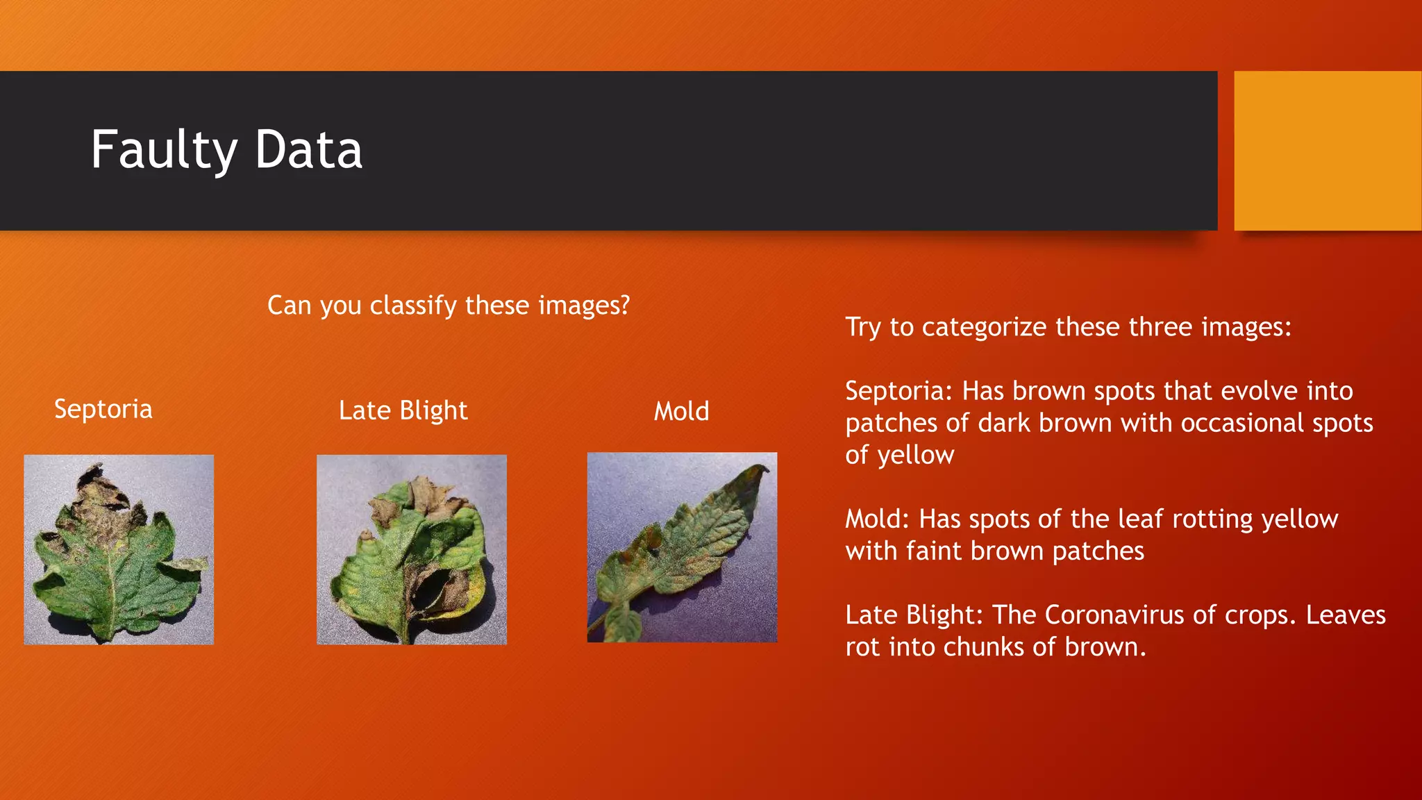 Faulty Data
Septoria MoldLate Blight
Try to categorize these three images:
Septoria: Has brown spots that evolve into
patches of dark brown with occasional spots
of yellow
Mold: Has spots of the leaf rotting yellow
with faint brown patches
Late Blight: The Coronavirus of crops. Leaves
rot into chunks of brown.
Can you classify these images?
 