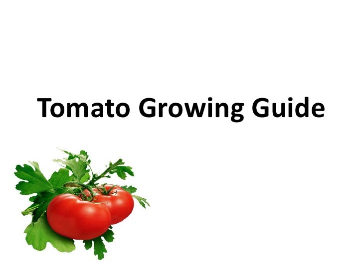 Tomato Growing Guide