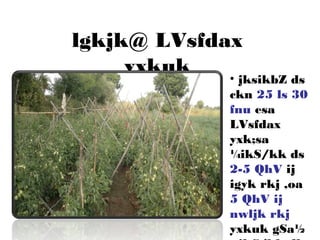 lgkjk@ LVsfdax
yxkuk • jksikbZ ds
ckn 25 ls 30
fnu esa
LVsfdax
yxk;sa
¼ikS/kk ds
2-5 QhV ij
igyk rkj ,oa
5 QhV ij
nwljk rkj
yxkuk gSa½
 