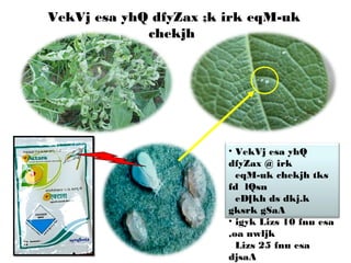 • VekVj esa yhQ
dfyZax @ irk
eqM-uk chekjh tks
fd lQsn
eD[kh ds dkj.k
gksrk gSaA
• igyk Lizs 10 fnu esa
,oa nwljk
Lizs 25 fnu esa
djsaA
VekVj esa yhQ dfyZax ;k irk eqM-uk
chekjh
 