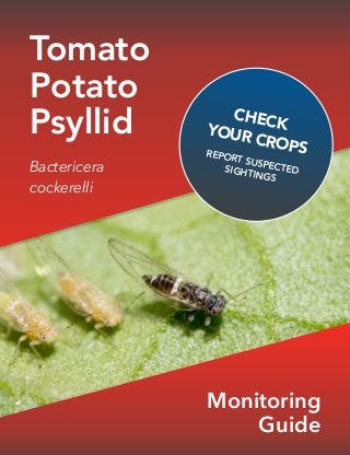 Tomato
Potato
Psyllid
 
Bactericera  
cockerelli
CHECKYOUR CROPSREPORT SUSPECTEDSIGHTINGS
Monitoring
Guide
 