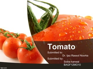 Tomato
Submitted to:
Dr. Ijaz Rassol Noorka
Submitted by:
Sobia kanwal
BAGF12MO10
 