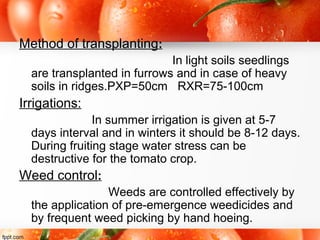 Method of transplanting:
In light soils seedlings
are transplanted in furrows and in case of heavy
soils in ridges.PXP=50cm RXR=75-100cm
Irrigations:
In summer irrigation is given at 5-7
days interval and in winters it should be 8-12 days.
During fruiting stage water stress can be
destructive for the tomato crop.
Weed control:
Weeds are controlled effectively by
the application of pre-emergence weedicides and
by frequent weed picking by hand hoeing.
 