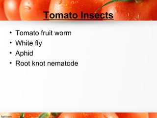 Tomato Insects
• Tomato fruit worm
• White fly
• Aphid
• Root knot nematode
 