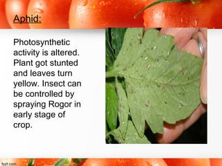 Aphid:
Photosynthetic
activity is altered.
Plant got stunted
and leaves turn
yellow. Insect can
be controlled by
spraying Rogor in
early stage of
crop.
 