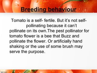 Breeding behaviour
Tomato is a self- fertile. But it’s not self-
pollinating because it can’t
pollinate on its own.The pest pollinator for
tomato flower is a bee that Buzz and
pollinate the flower. Or artificially hand
shaking or the use of some brush may
serve the purpose.
 