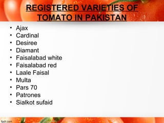 REGISTERED VARIETIES OF
TOMATO IN PAKISTAN
• Ajax
• Cardinal
• Desiree
• Diamant
• Faisalabad white
• Faisalabad red
• Laale Faisal
• Multa
• Pars 70
• Patrones
• Sialkot sufaid
 