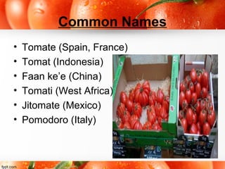 Common Names
• Tomate (Spain, France)
• Tomat (Indonesia)
• Faan ke’e (China)
• Tomati (West Africa)
• Jitomate (Mexico)
• Pomodoro (Italy)
 