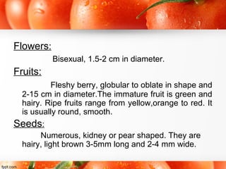 Flowers:
Bisexual, 1.5-2 cm in diameter.
Fruits:
Fleshy berry, globular to oblate in shape and
2-15 cm in diameter.The immature fruit is green and
hairy. Ripe fruits range from yellow,orange to red. It
is usually round, smooth.
Seeds:
Numerous, kidney or pear shaped. They are
hairy, light brown 3-5mm long and 2-4 mm wide.
 