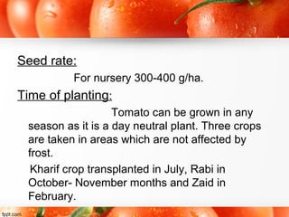 Seed rate:
For nursery 300-400 g/ha.
Time of planting:
Tomato can be grown in any
season as it is a day neutral plant. Three crops
are taken in areas which are not affected by
frost.
Kharif crop transplanted in July, Rabi in
October- November months and Zaid in
February.
 