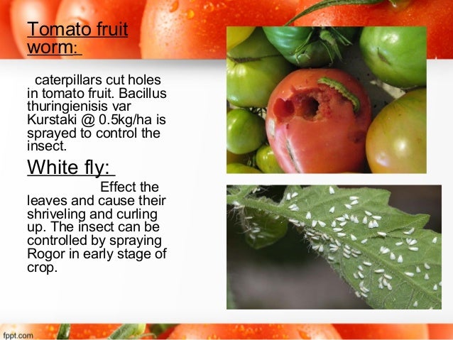 Tomato Ppt