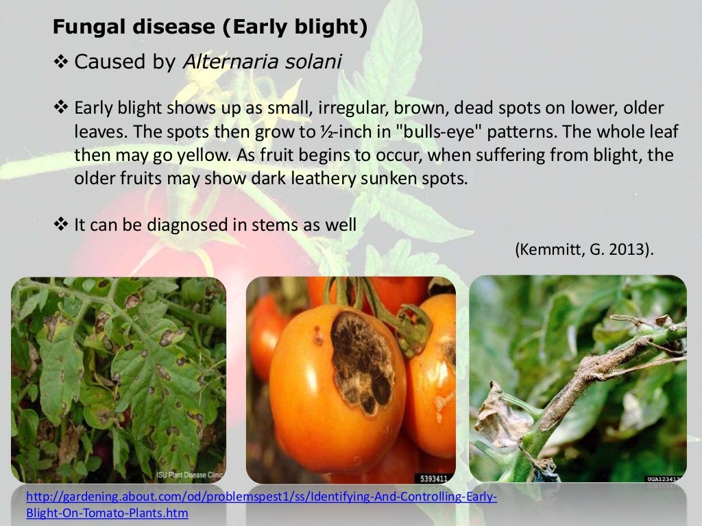 Tomato diseases presentation