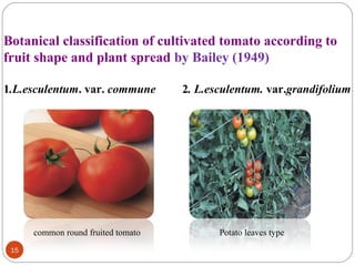 15
Botanical classification of cultivated tomato according to
fruit shape and plant spread by Bailey (1949)
1.L.esculentum. var. commune 2. L.esculentum. var.grandifolium
Potato leaves typecommon round fruited tomato
 