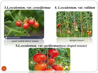 16
3.L.esculentum. var. cerasiformae 4. L.esculentum. var. validum
small fruited cherry tomato upright tomato
5.L.esculentum. var. pyriformae(pear shaped tomato)
 