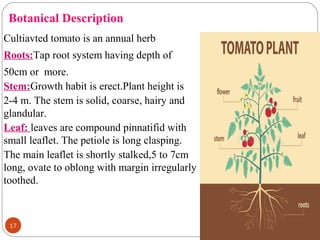 17
Botanical Description
Cultiavted tomato is an annual herb
Roots:Tap root system having depth of
50cm or more.
Stem:Growth habit is erect.Plant height is
2-4 m. The stem is solid, coarse, hairy and
glandular.
Leaf: leaves are compound pinnatifid with
small leaflet. The petiole is long clasping.
The main leaflet is shortly stalked,5 to 7cm
long, ovate to oblong with margin irregularly
toothed.
 