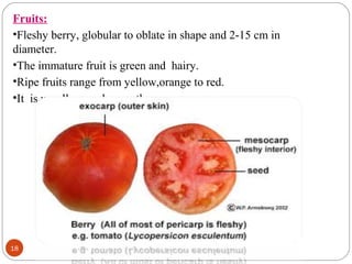 18
Fruits:
•Fleshy berry, globular to oblate in shape and 2-15 cm in
diameter.
•The immature fruit is green and hairy.
•Ripe fruits range from yellow,orange to red.
•It is usually round, smooth.
 