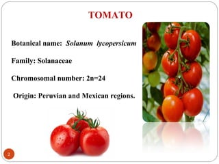 TOMATO
Botanical name: Solanum lycopersicum
Family: Solanaceae
Chromosomal number: 2n=24
Origin: Peruvian and Mexican regions.
2
 