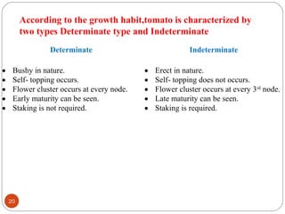 20
According to the growth habit,tomato is characterized by
two types Determinate type and Indeterminate
Determinate Indeterminate
• Bushy in nature.
• Self- topping occurs.
• Flower cluster occurs at every node.
• Early maturity can be seen.
• Staking is not required.
• Erect in nature.
• Self- topping does not occurs.
• Flower cluster occurs at every 3rd
node.
• Late maturity can be seen.
• Staking is required.
 