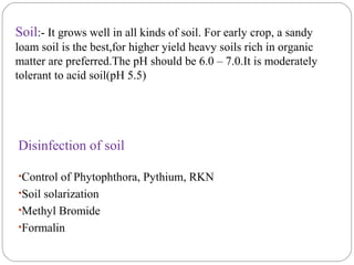 Disinfection of soil
•Control of Phytophthora, Pythium, RKN
•Soil solarization
•Methyl Bromide
•Formalin
Soil:- It grows well in all kinds of soil. For early crop, a sandy
loam soil is the best,for higher yield heavy soils rich in organic
matter are preferred.The pH should be 6.0 – 7.0.It is moderately
tolerant to acid soil(pH 5.5)
 