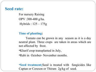 Seed rate:
For nursery Raising
OPV :300-400 g/ha.
Hybrids : 125 – 175g
Time of planting:
Tomato can be grown in any season as it is a day
neutral plant. Three crops are taken in areas which are
not affected by frost.
•Kharif crop transplanted in July,
•Rabi in October- November months.
•Seed treatment:Seed is treated with fungicides like
Captan or Cereson or Thiram 2g/kg of seed.
 