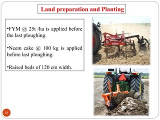 •FYM @ 25t /ha is applied before
the last ploughing.
•Neem cake @ 100 kg is applied
before last ploughing.
•Raised beds of 120 cm width.
Land preparation and Planting
37
 