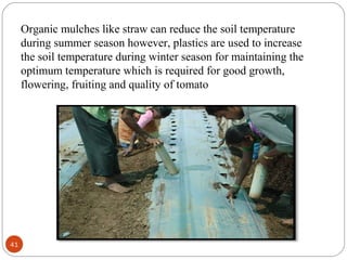 41
Organic mulches like straw can reduce the soil temperature
during summer season however, plastics are used to increase
the soil temperature during winter season for maintaining the
optimum temperature which is required for good growth,
flowering, fruiting and quality of tomato
 