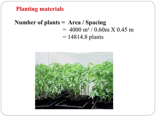 Planting materials
Number of plants = Area / Spacing
= 4000 m² / 0.60m X 0.45 m
= 14814.8 plants
 