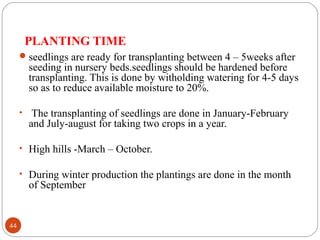 PLANTING TIME
44
seedlings are ready for transplanting between 4 – 5weeks after
seeding in nursery beds.seedlings should be hardened before
transplanting. This is done by witholding watering for 4-5 days
so as to reduce available moisture to 20%.
• The transplanting of seedlings are done in January-February
and July-august for taking two crops in a year.
• High hills -March – October.
• During winter production the plantings are done in the month
of September
 