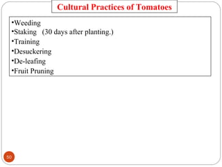 •Weeding
•Staking (30 days after planting.)
•Training
•Desuckering
•De-leafing
•Fruit Pruning
Cultural Practices of Tomatoes
50
 