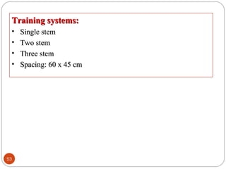 53
Training systems:Training systems:
• Single stemSingle stem
• Two stemTwo stem
• Three stemThree stem
• Spacing: 60 x 45 cmSpacing: 60 x 45 cm
 