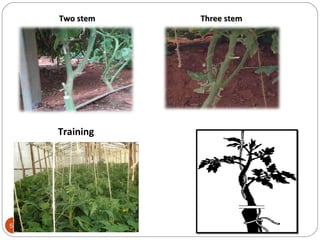 Single stem system Two stem system54
Two stemTwo stem
Training
Three stemThree stem
 