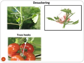 55
Desuckering
Truss hooks
 