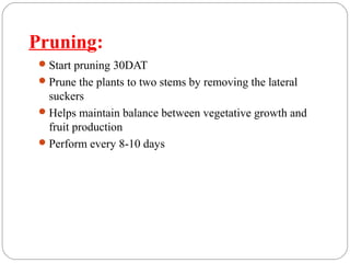Pruning:
Start pruning 30DAT
Prune the plants to two stems by removing the lateral
suckers
Helps maintain balance between vegetative growth and
fruit production
Perform every 8-10 days
 